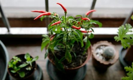 10 Edible Plants To Grow Indoors
