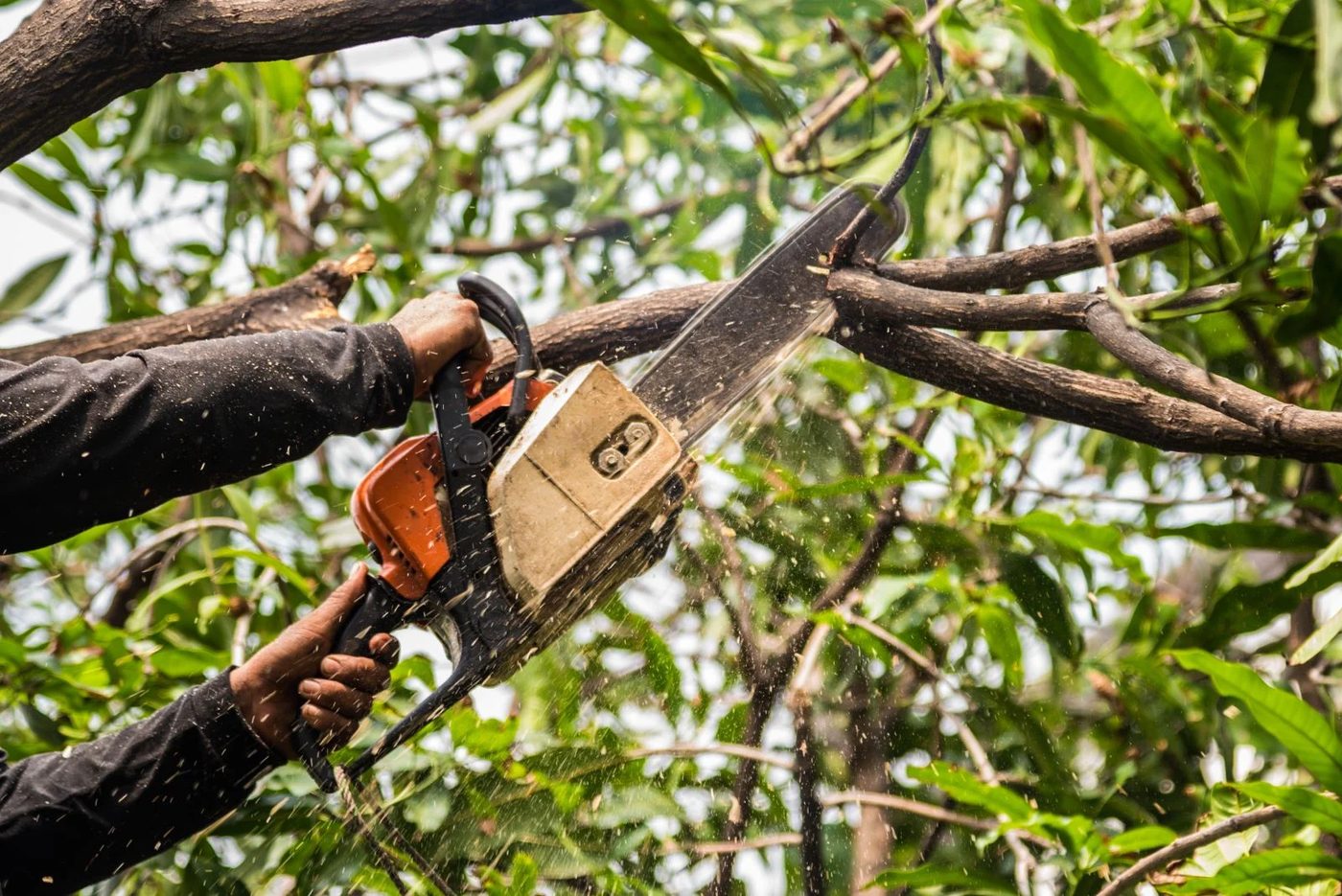 Branch Trimming