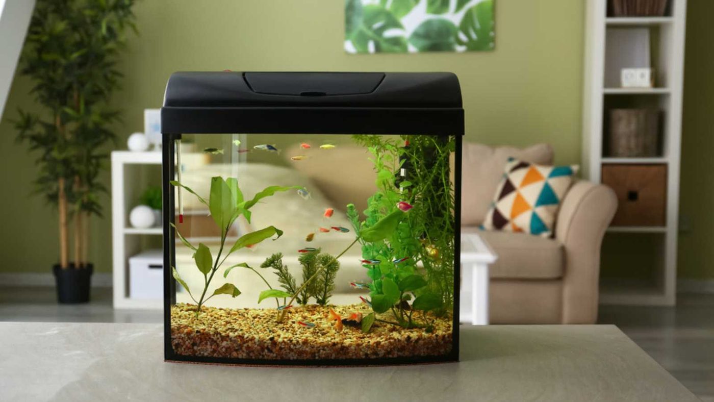 Aquarium In Home