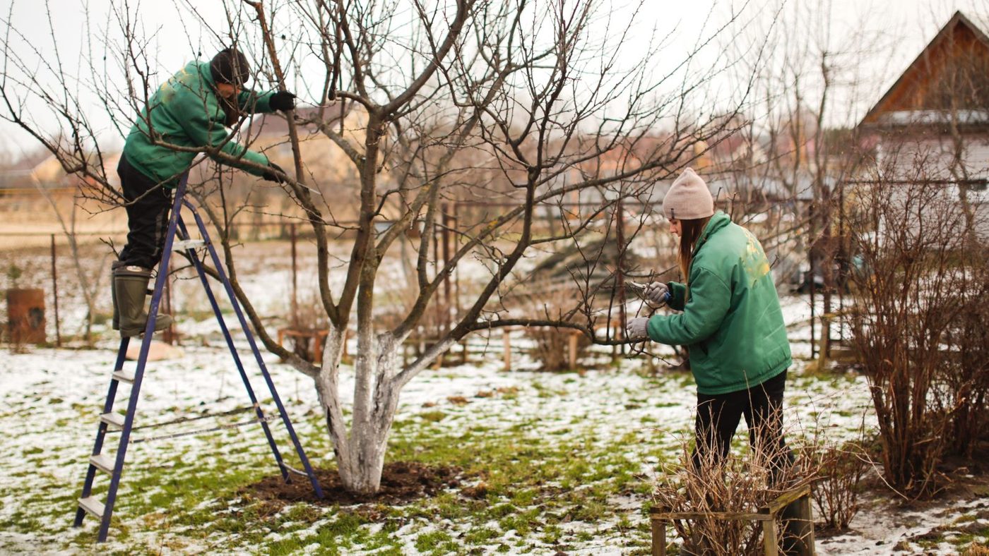 High Spirits Ahead: 10 Winter Gardening Strategies!