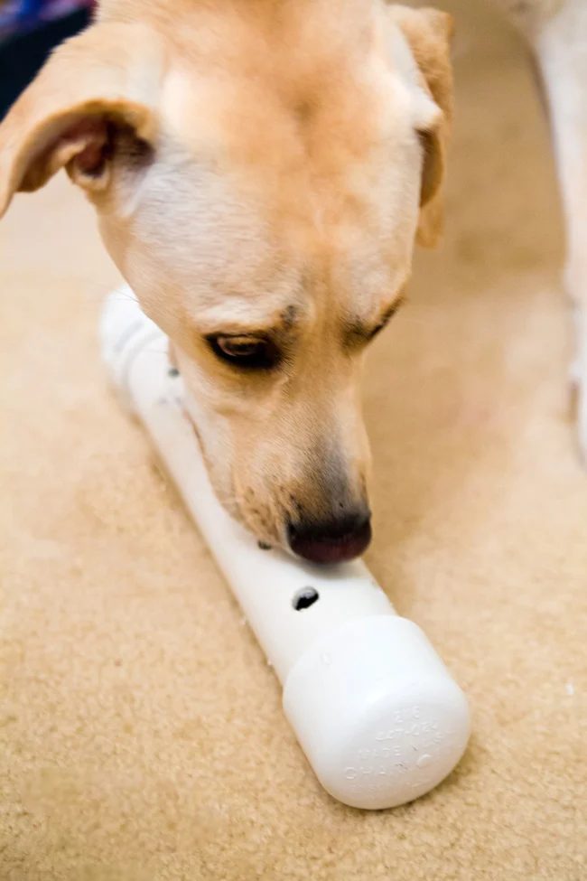 Christmas time is a great time to let your pets know you care. Create on of these 12 Handmade Christmas Gifts for Pets to let them know you love them featured on Bekob.com