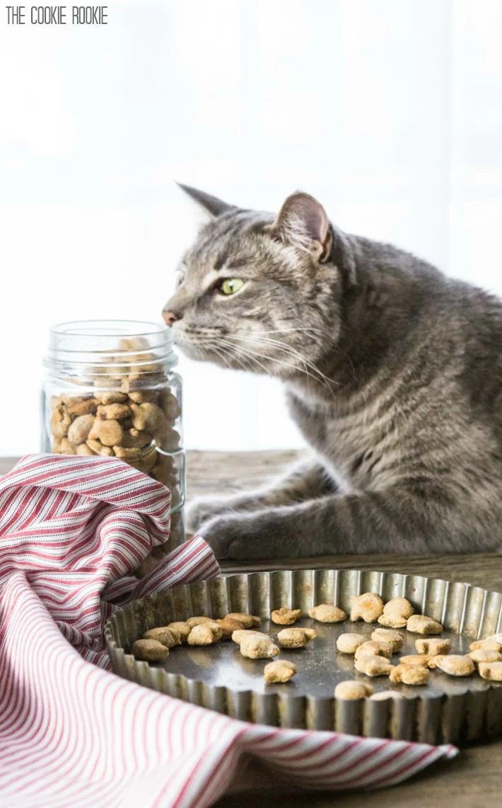 Christmas time is a great time to let your pets know you care. Create on of these 12 Handmade Christmas Gifts for Pets to let them know you love them featured on Bekob.com