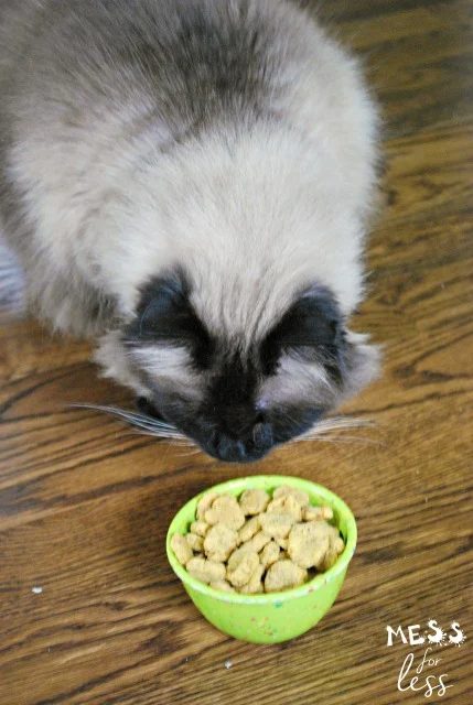 Christmas time is a great time to let your pets know you care. Create on of these 12 Handmade Christmas Gifts for Pets to let them know you love them featured on Bekob.com
