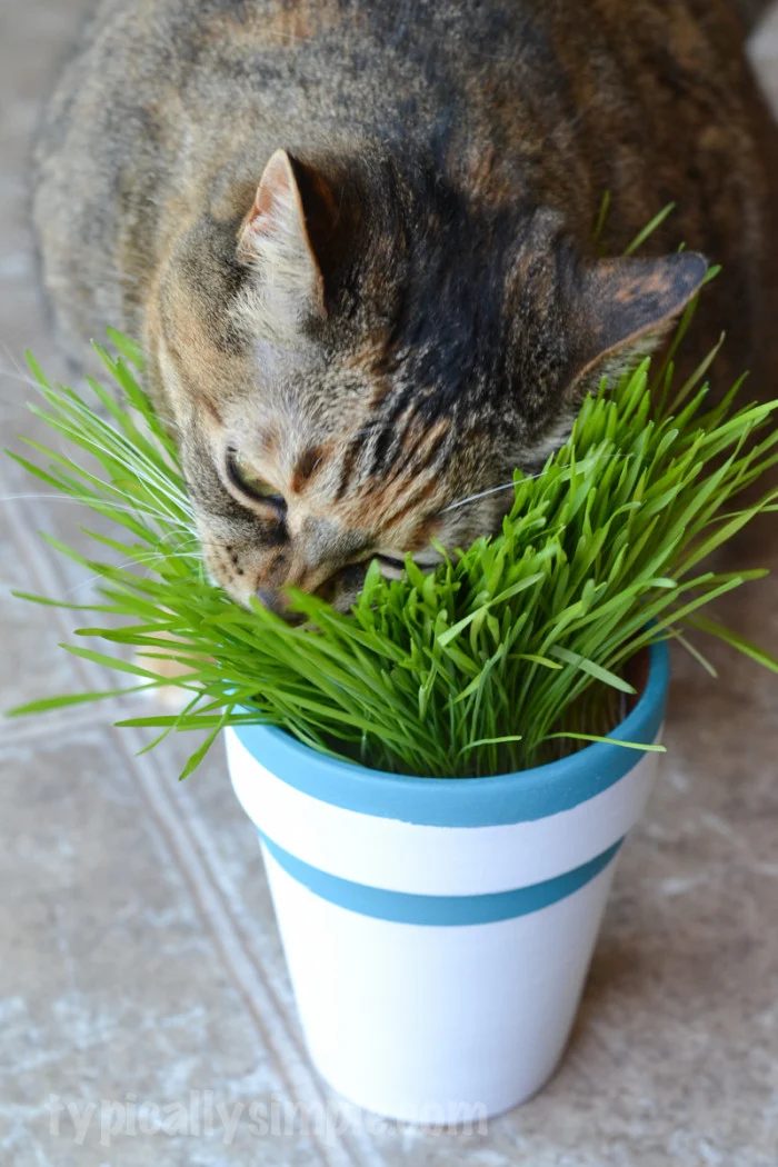 Christmas time is a great time to let your pets know you care. Create on of these 12 Handmade Christmas Gifts for Pets to let them know you love them featured on Bekob.com