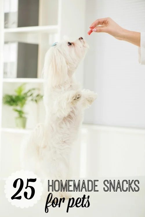 Portrait Maltese Dog Standing On Two Legs With Delight