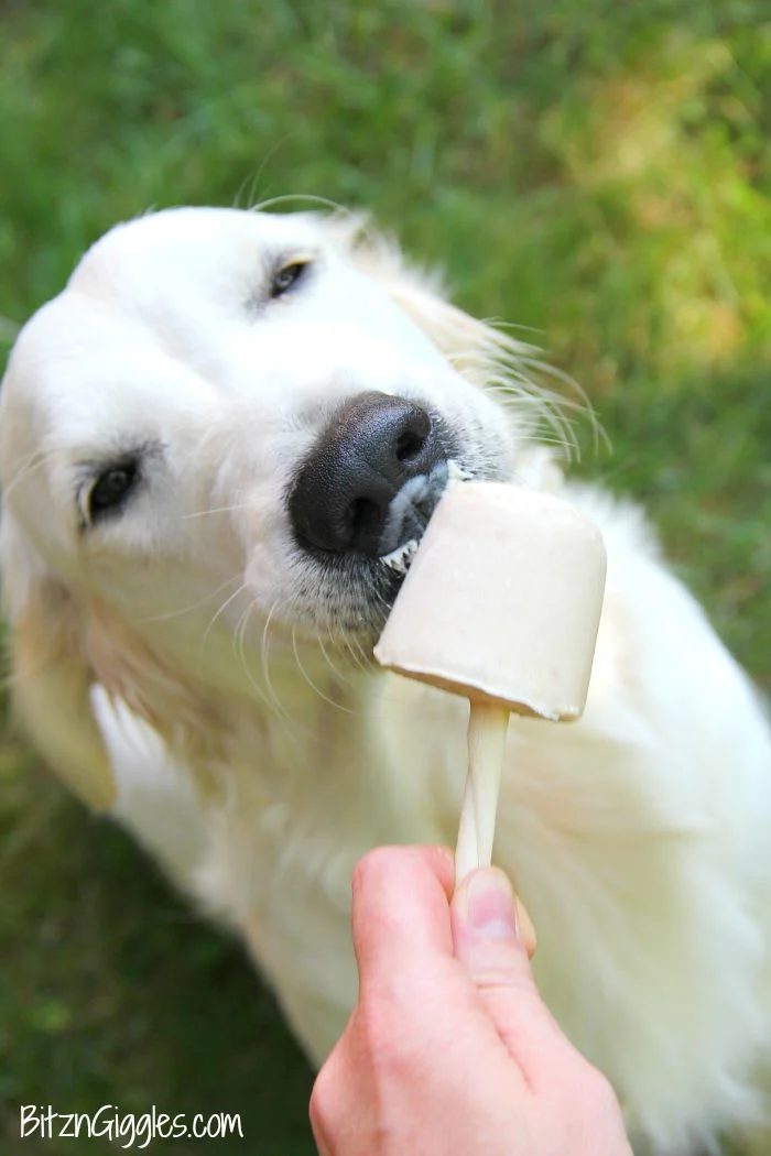Christmas time is a great time to let your pets know you care. Create on of these 12 Handmade Christmas Gifts for Pets to let them know you love them featured on Bekob.com