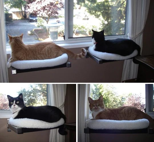 cat window perches