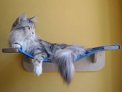 cat hammock