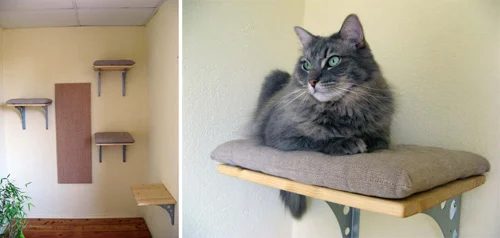 cat shelves