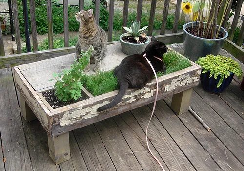 cat coffee table