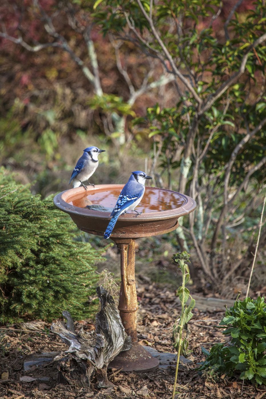 19 Fun and straightforward Handmade Birdbath options
