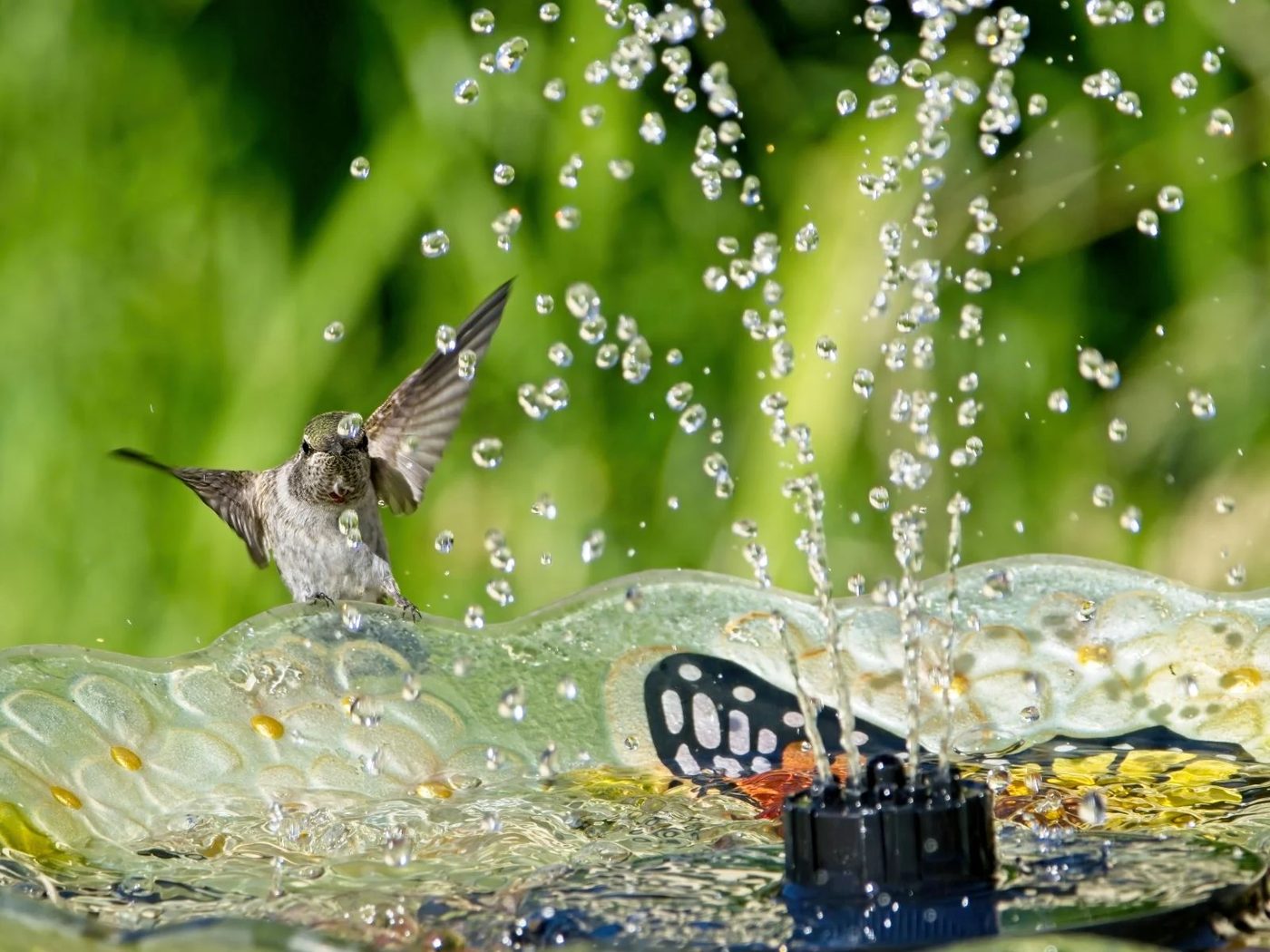 Homemade Bird Bath options