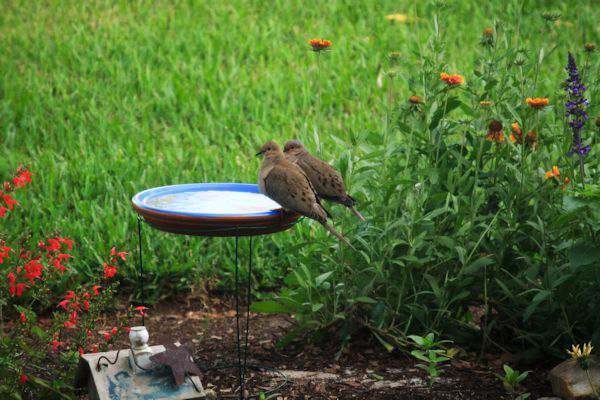 Tomato Cage Handmade Birdbath