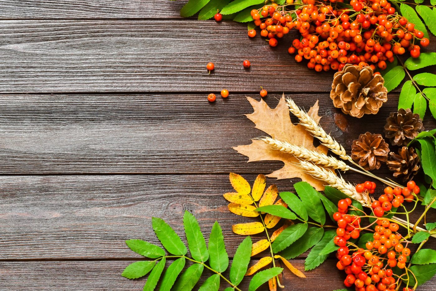Thanks Giving Foliage
