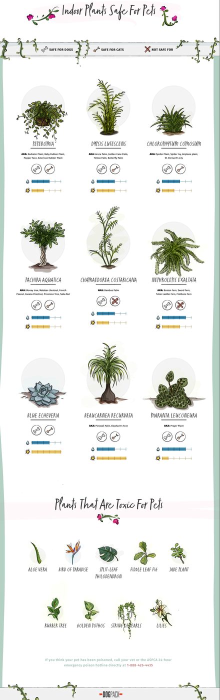 Pet-Friendly Home Decor Tips - Indoor Plants Safe For Pets (And The Toxic Ones To Avoid)