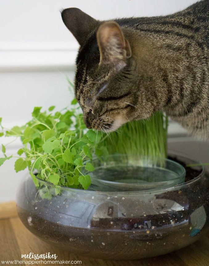 Pet-Friendly Home Decor Tips