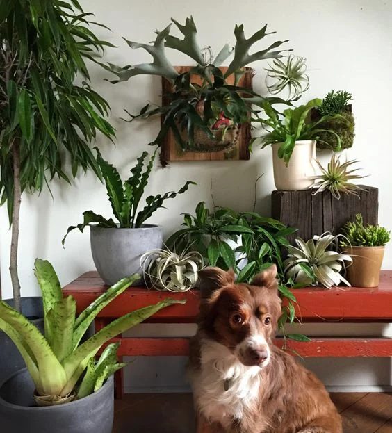 Pet-Friendly Home Decor Tips