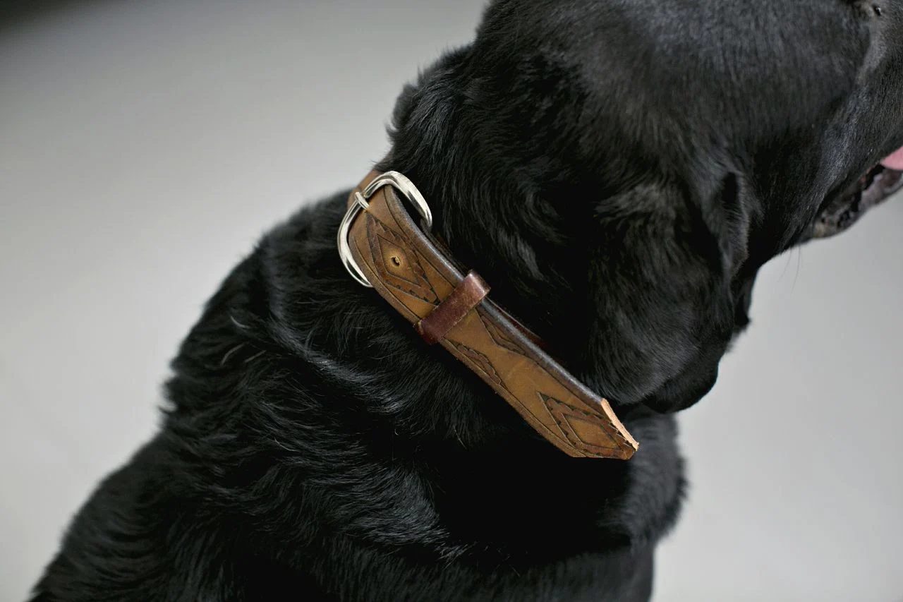 Love your dog? Create one or more of these straightforward Handmade dog projects from tipsaholic.com #dog #dogs #handmade #pets