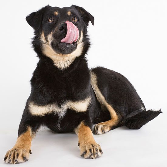 14 Handmade Projects for Dog Owners