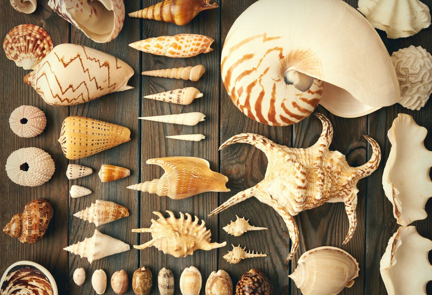 Seashell