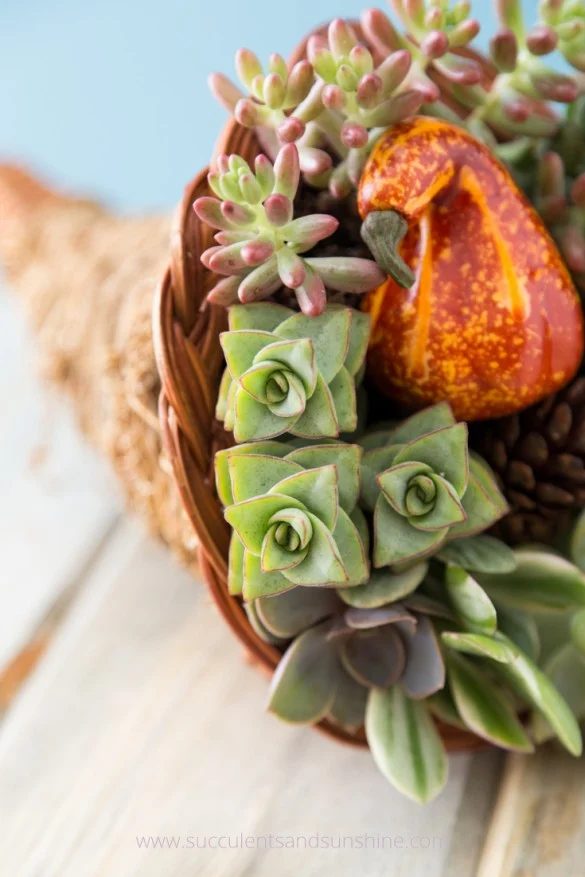 Thanksgiving Centerpiece Succulents And Sunshine Bekob