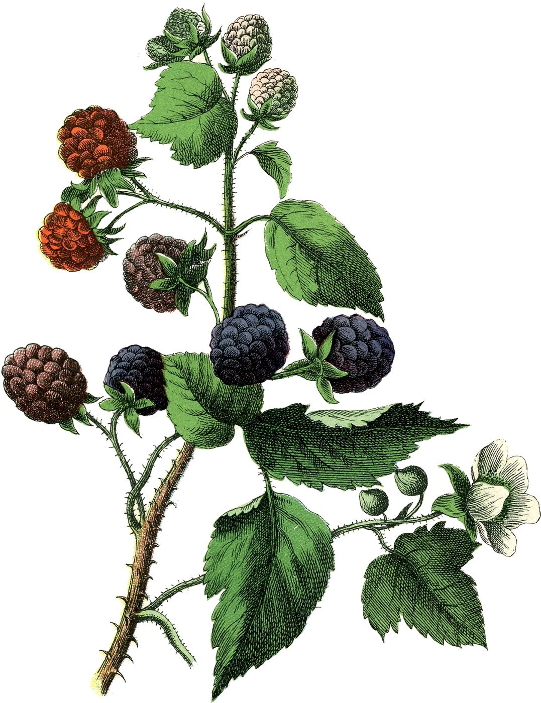 33