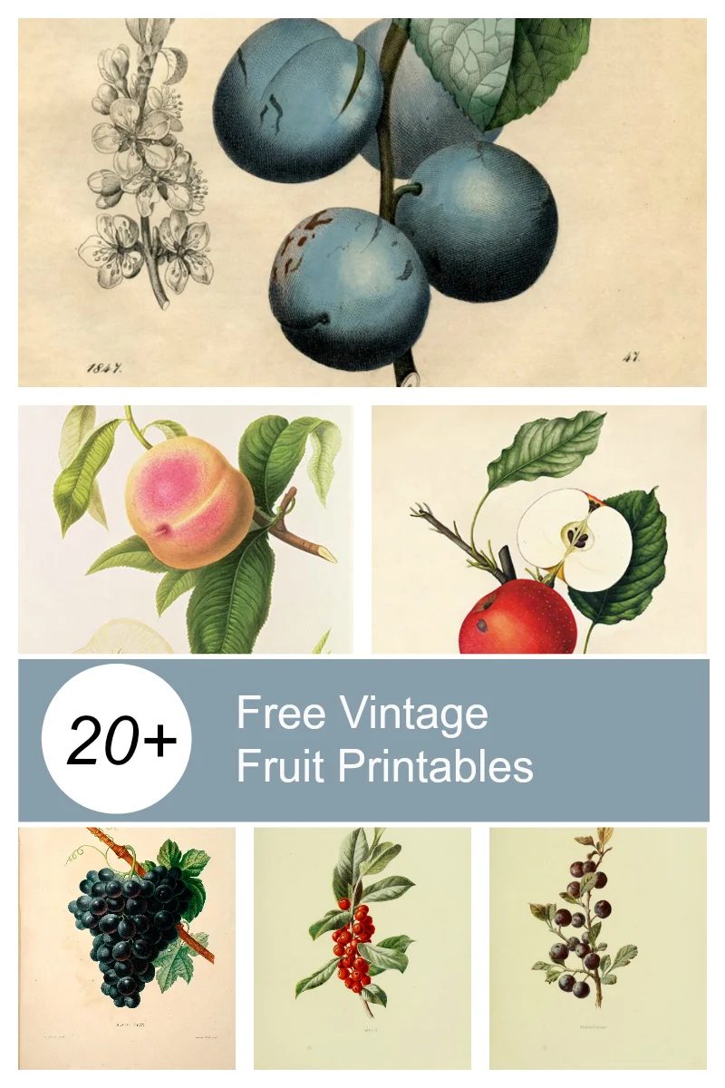 Bekob Vintage Fruit Printables 800 X 1200