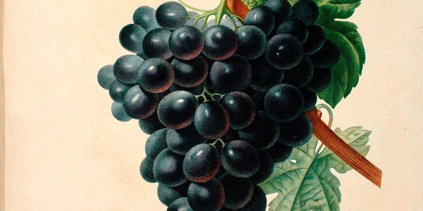 20+ Free Vintage Fruit Images