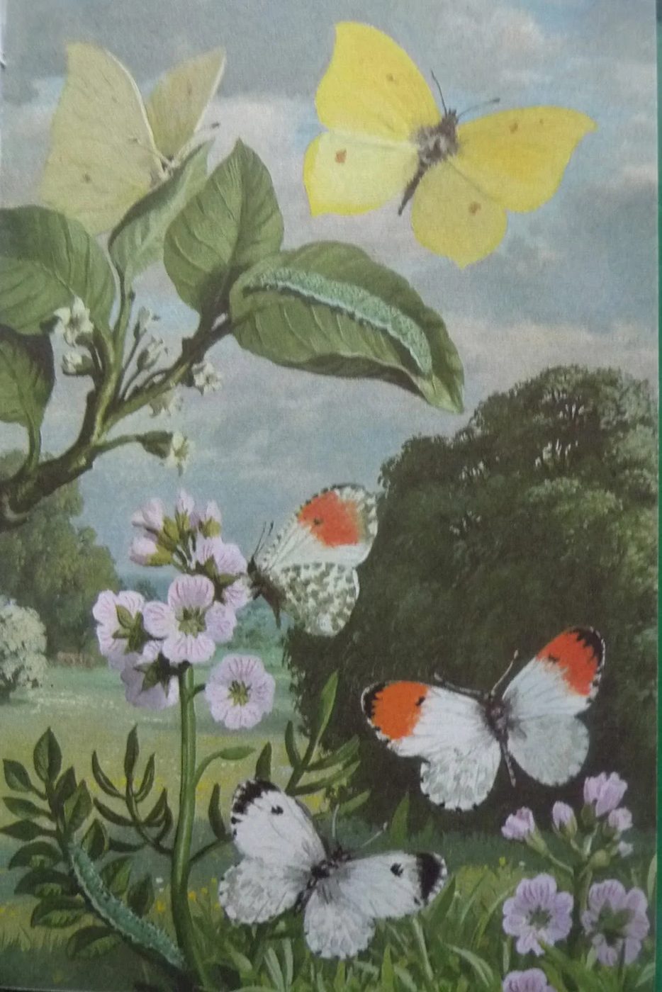 Vintage butterfly art | 20 free vintage printable images for spring on Bekob.com