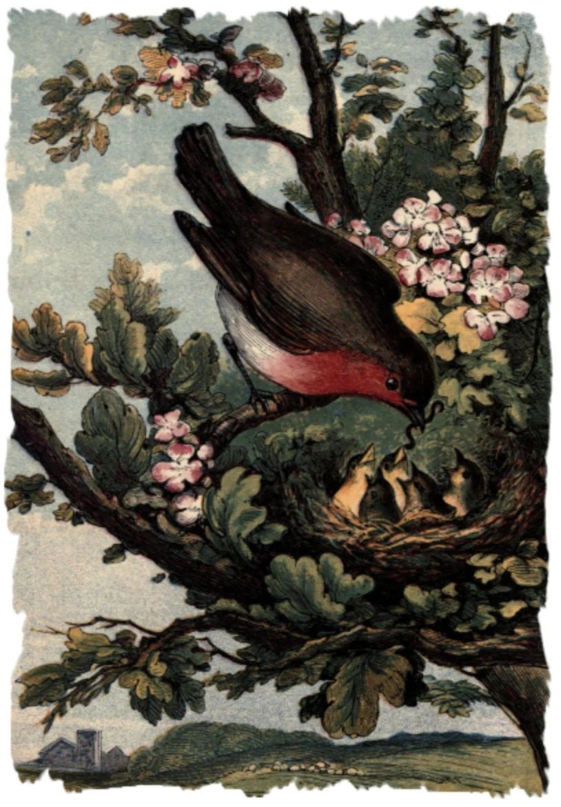 Baby birds and blossoms in spring | 20 free vintage printable images for spring on Bekob.com