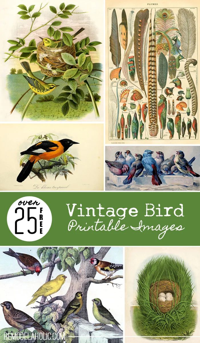 25 Free Vintage Bird Printable Images