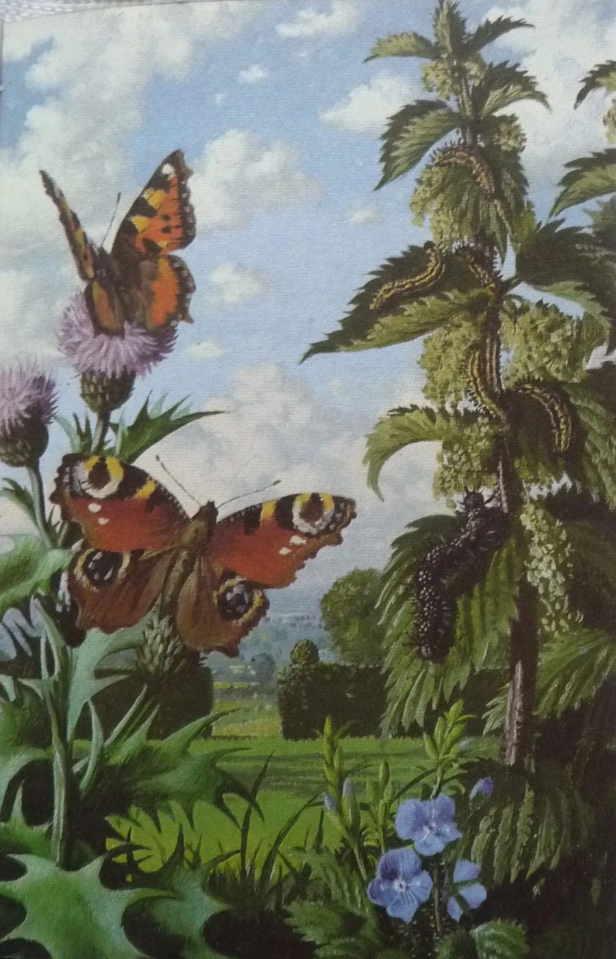 Vintage butterfly print, free! | 20 free vintage printable images for spring on Bekob.com