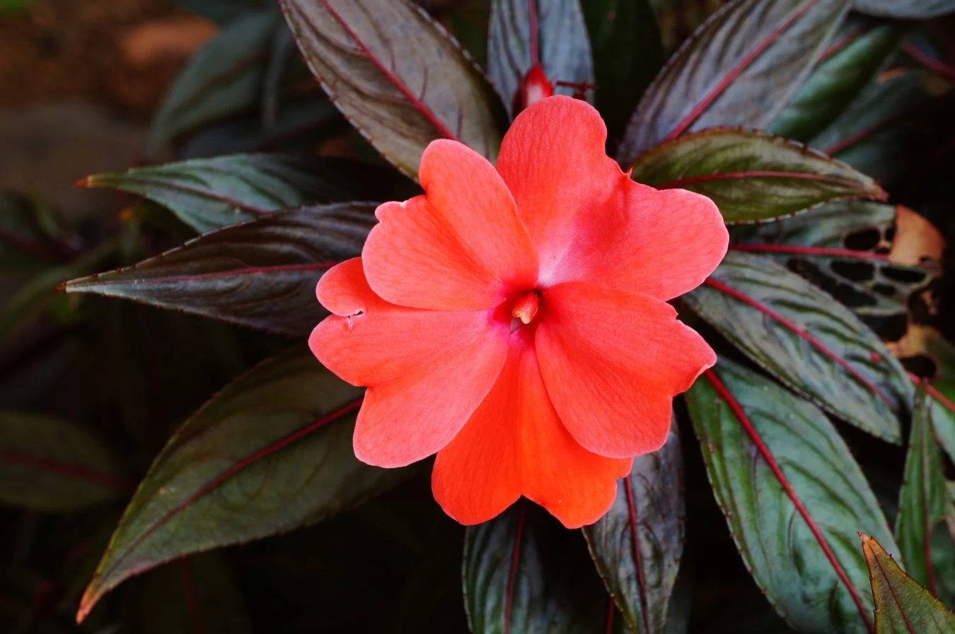 New Guinea Impatiens Shutterstock