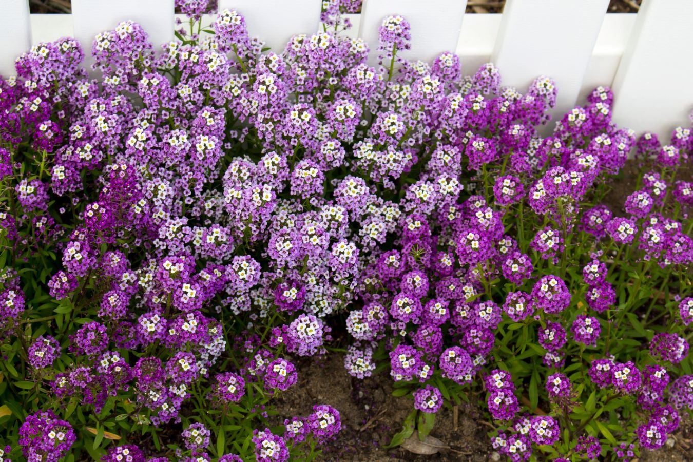 Sweet Alyssum Shutterstock