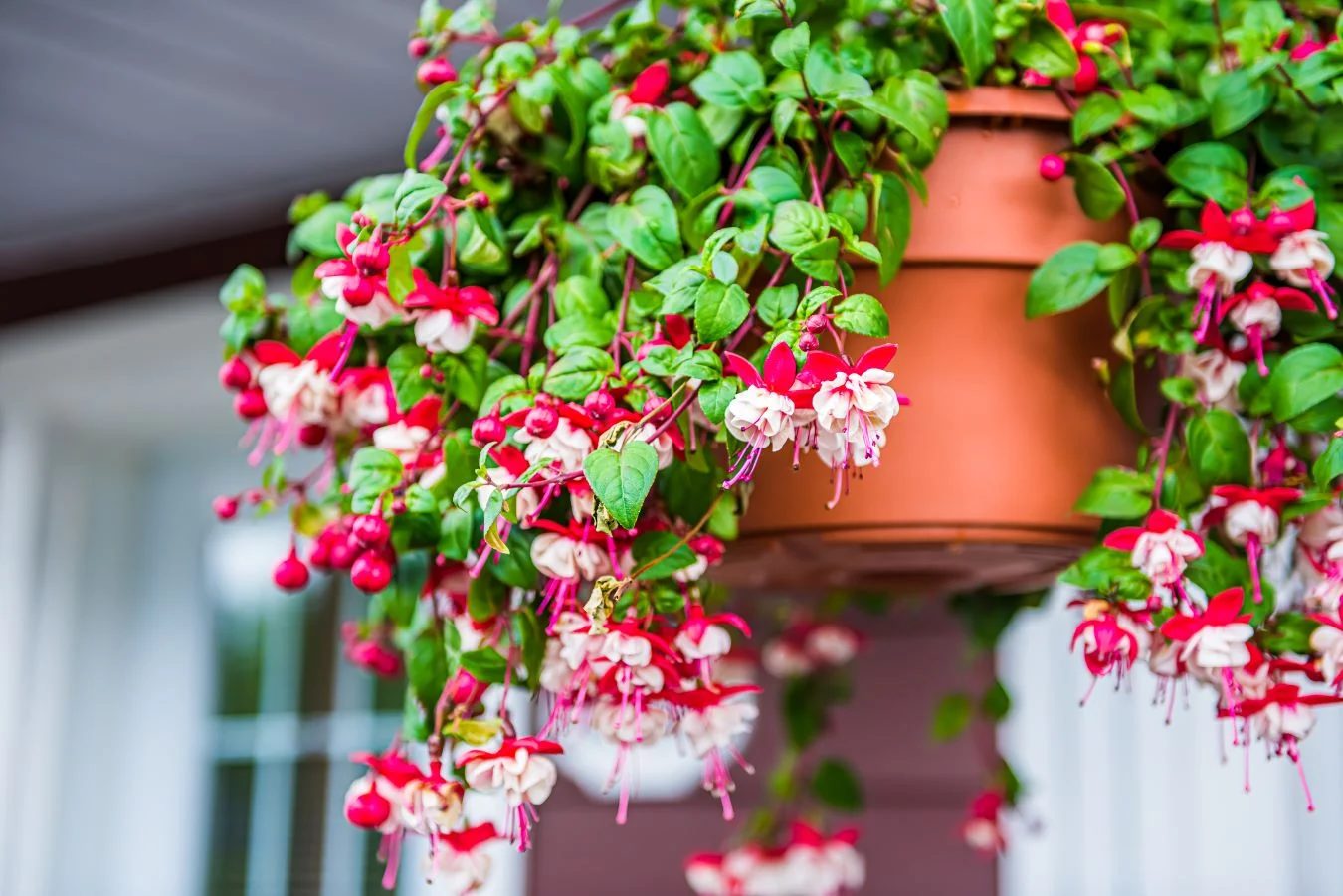 Fuchsia Spp Shutterstock