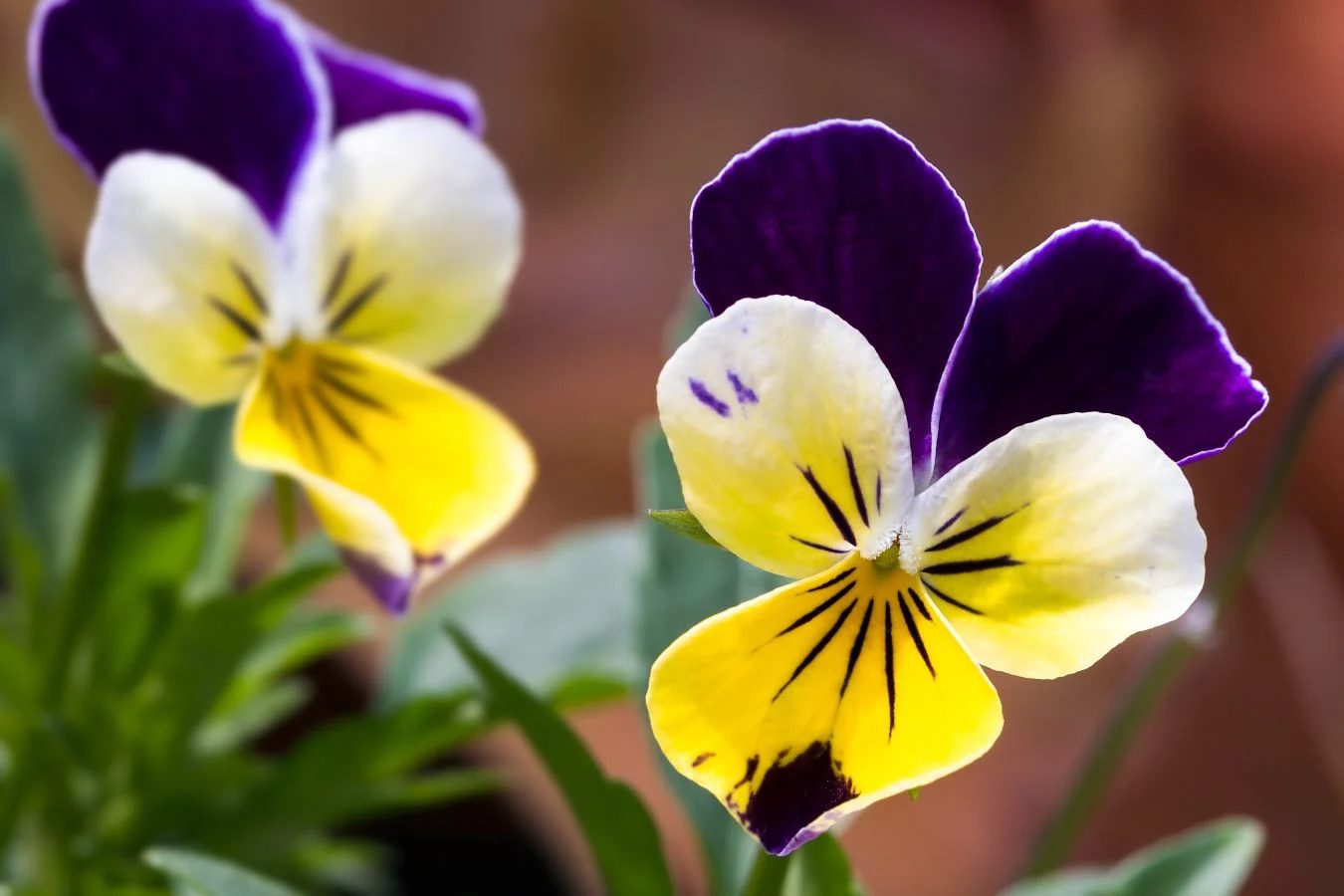 Johnny Jump Up Or Heartsease Shutterstock