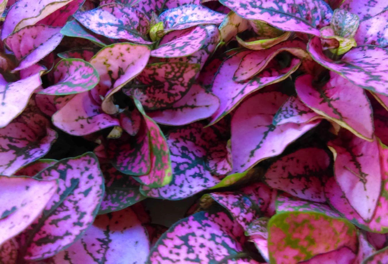 Polka Dot Plant (Hypoestes Phyllostachya) Shutterstock