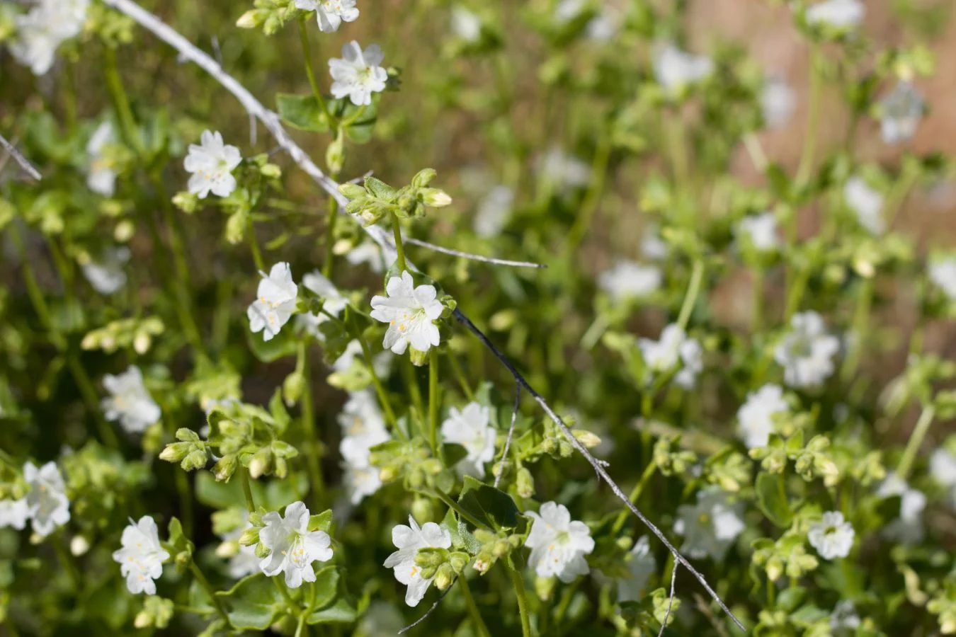Wishbone Bush (Mirabilis Jalapa) Shutterstock