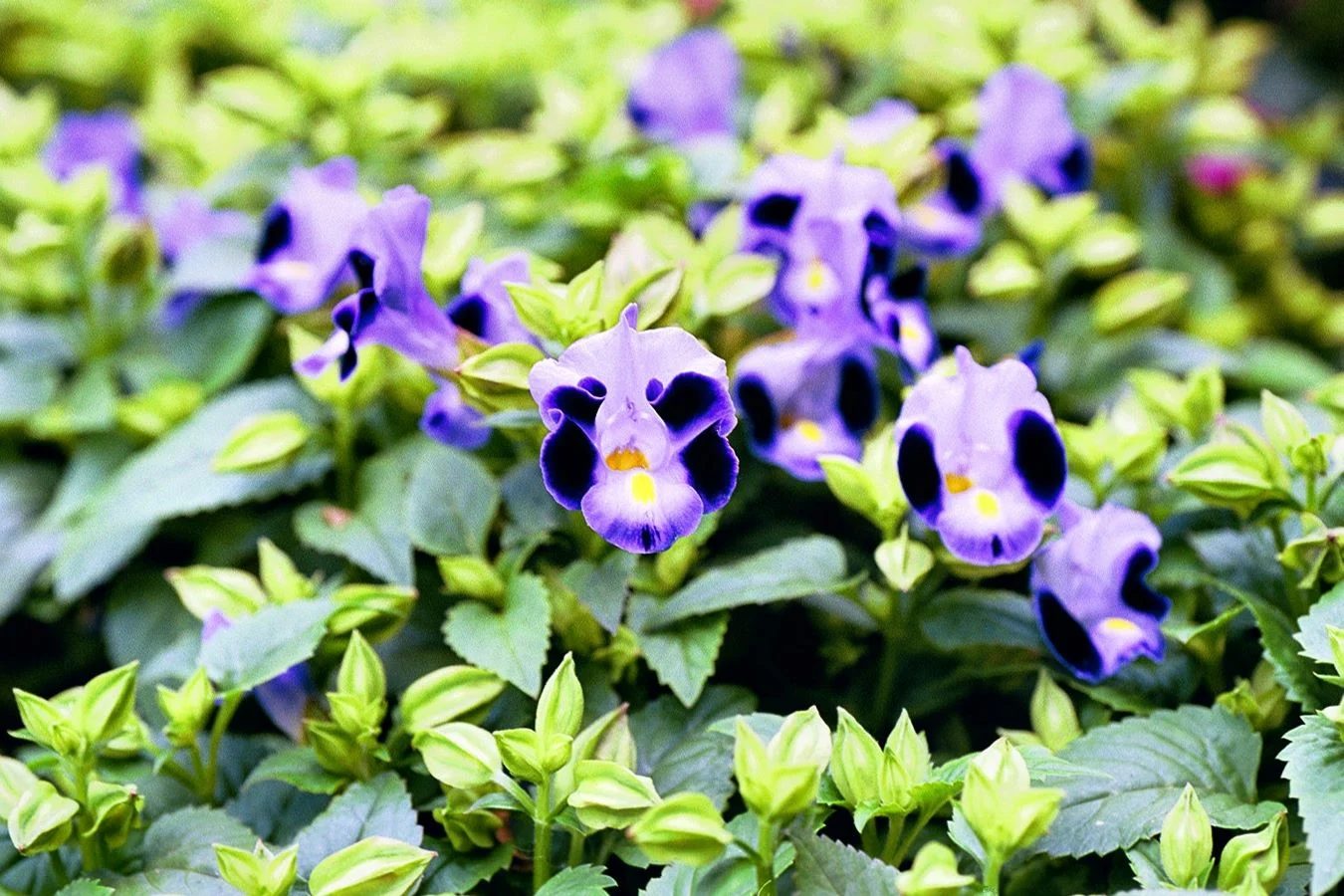 Torenia Fournieri Shutterstock