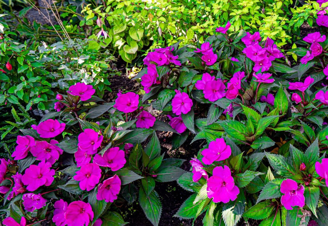 Impatiens Shutterstock
