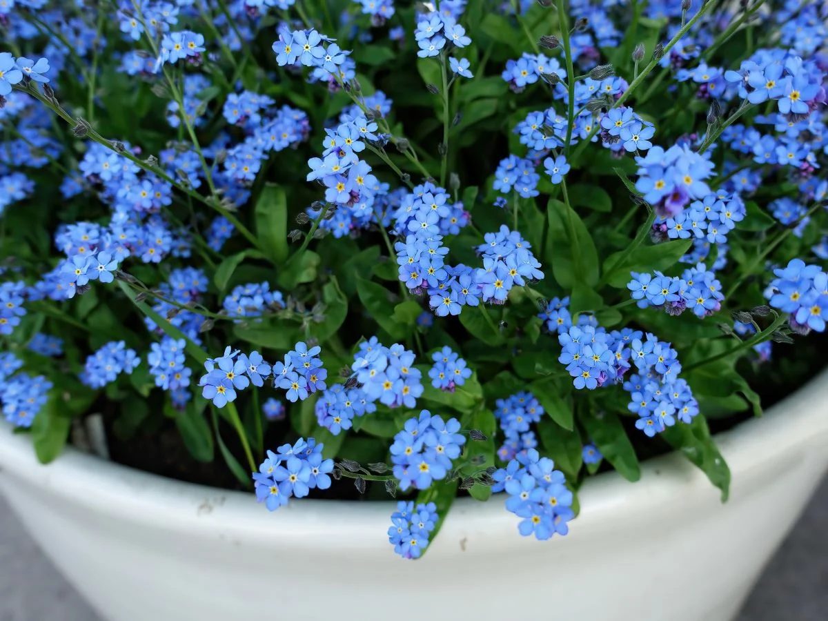 Forget Me Not Shutterstock