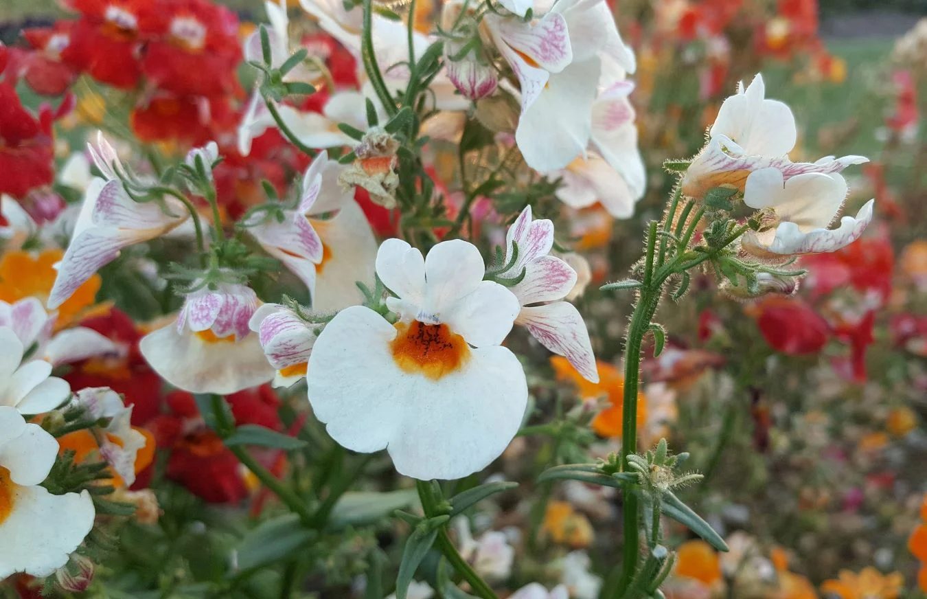 Cape Snapdragon Shutterstock