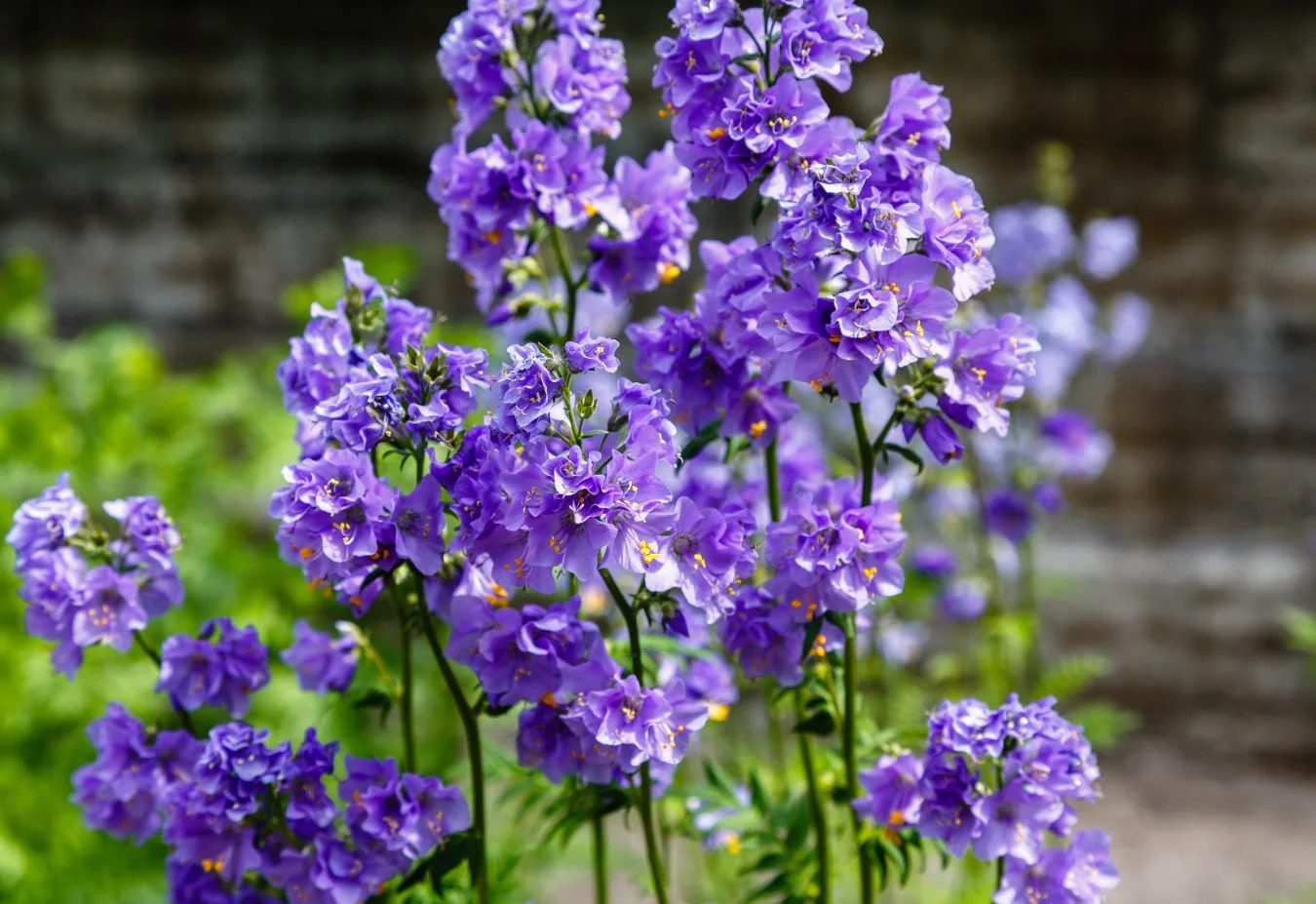 Jacob's Ladder Shutterstock