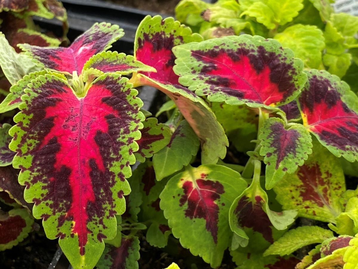 Coleus Shade Loving Plant Annuals For Shade That Bloom All Summer