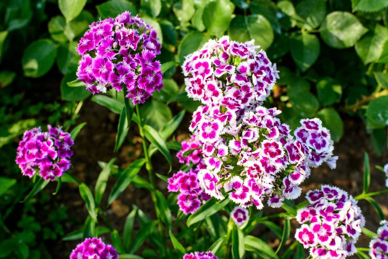 Sweet William Shutterstock