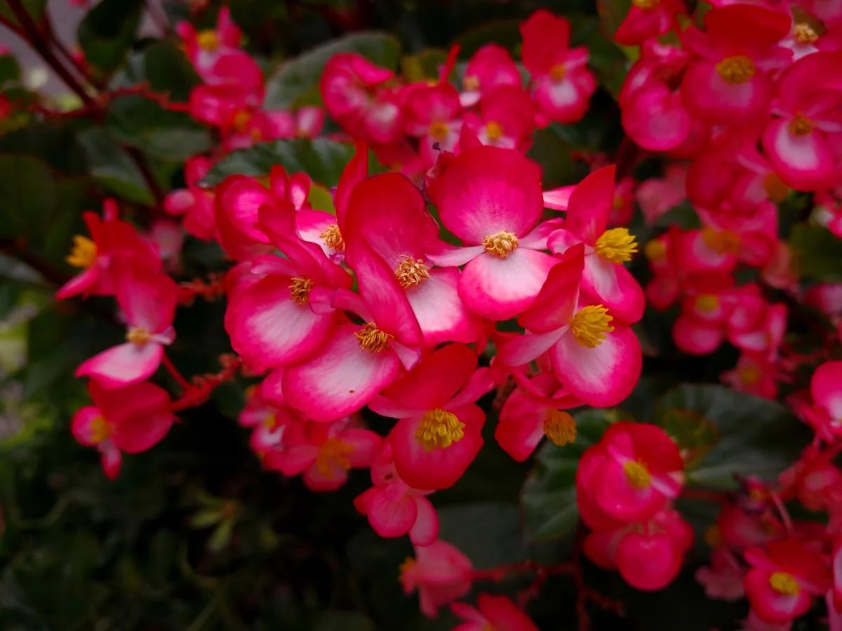 Wax Begonia Shutterstock