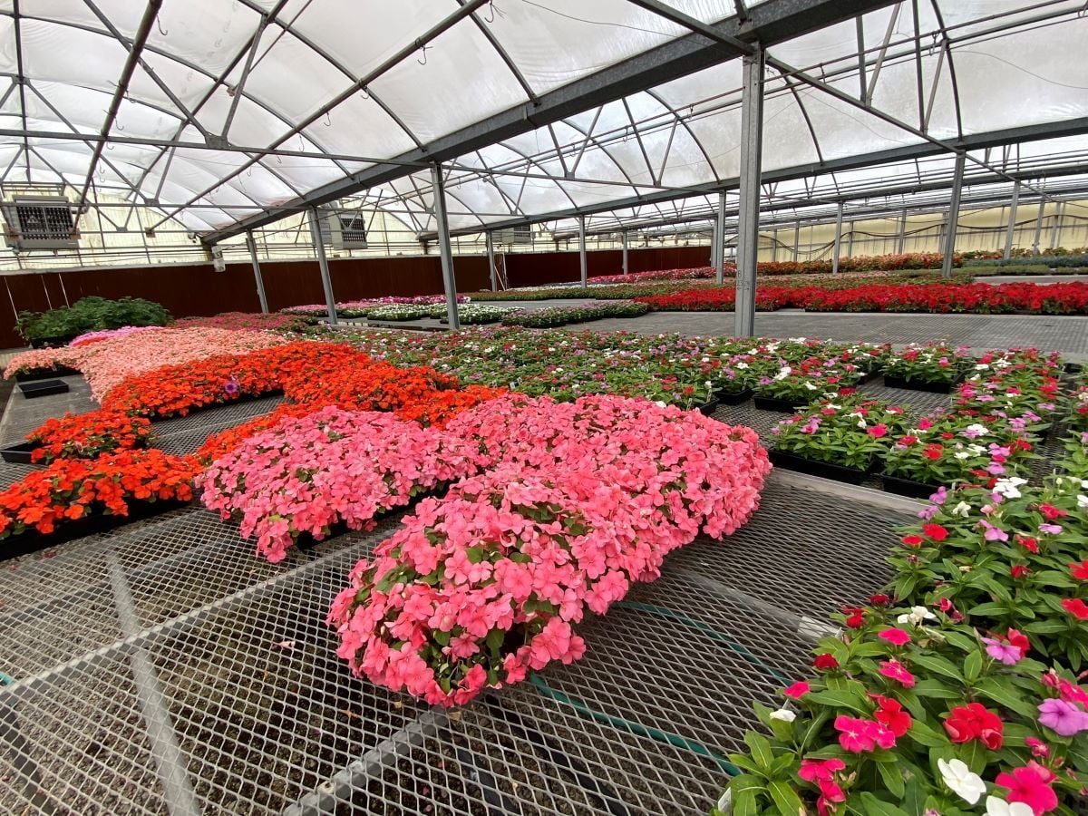 25 Annuals for Shade That Bloom All Summer