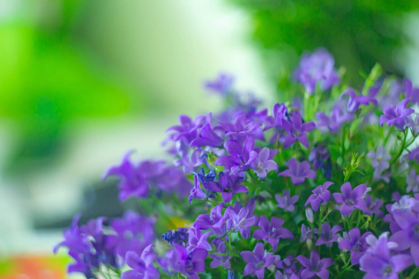 Browallia Speciosa Shutterstock