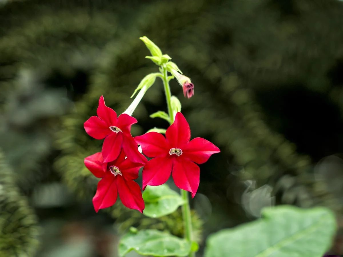 Nicotiana Shutterstock