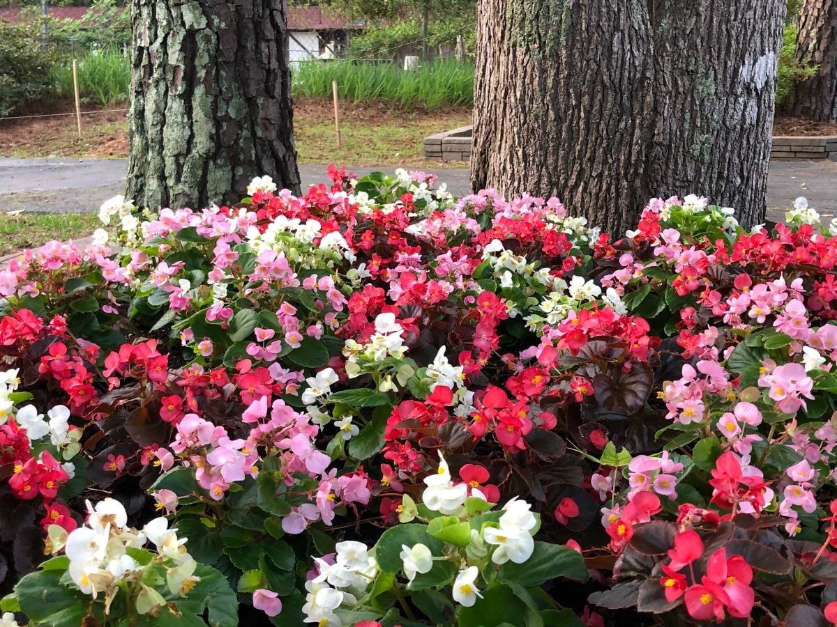 Begonia Semperflorens Shutterstock
